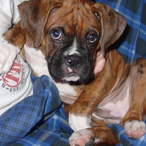 Charlie boy