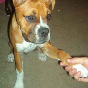 Shake....good boy!