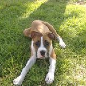 Boss at 13 weeks