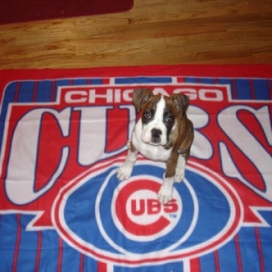 #1 CUBS FAN