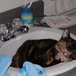 Reese sleeping IN the sink.