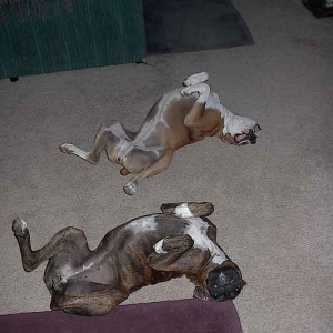 Silly Girls!
