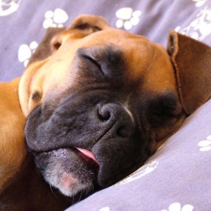Odie sleeping
