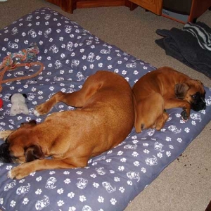 Sugar and our new baby Odie