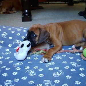 Odie and his new toys