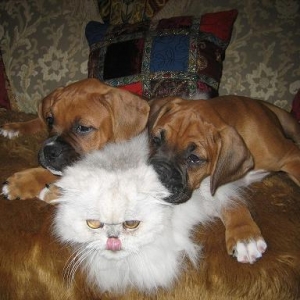 THREE AMIGOS!!!