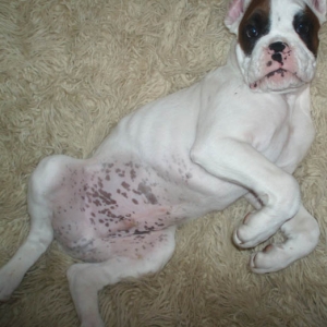 Mr Freckle! Luka 10 Weeks.