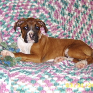 Max relaxing on couch