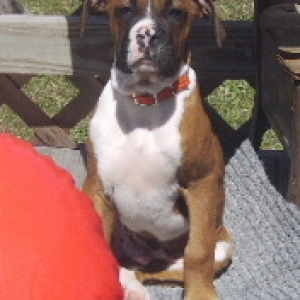 Max looking in from porch
