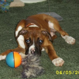 Max protecting his toy