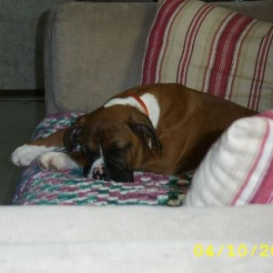 Max asleep on the couch