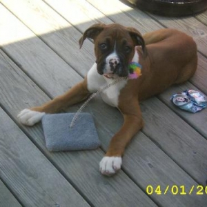 Max playing with the cats toys