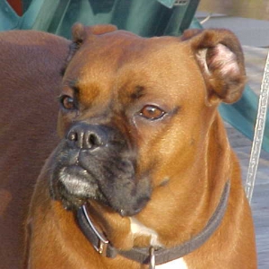 Maggie - Ears Laid Back Always!!!
