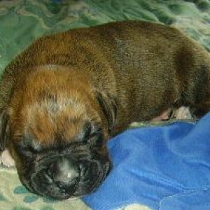 Cairo @ 2 weeks