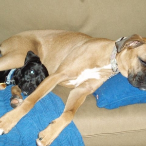 wierd doggies!