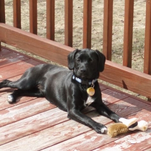 Stella and the chippy