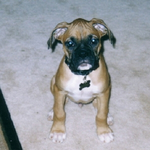 Diesel at 9 weeks