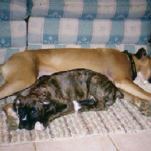 Diesel napping w/ Reese