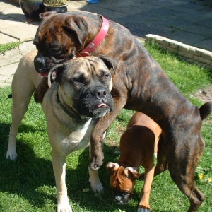Vegas, Lola & Zebedee