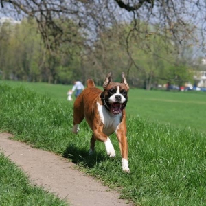 Henri
