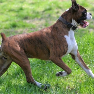 Henri