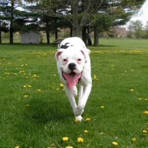 Running through the field