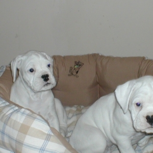 Dozer and Cleo