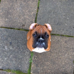 Oh no, where have my ears gone?