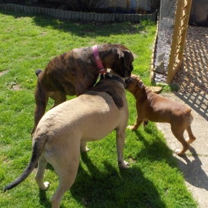 Anyone for a piggy back?