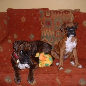 Zeb & Lola hogging the sofa