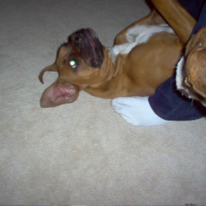 Upside down Sammie
