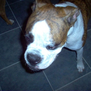 Nikko's head