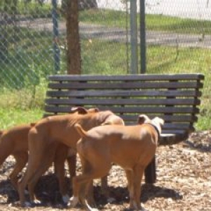 Boxer Butts