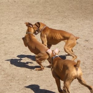 The Chase