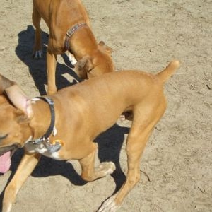 Crazy Puppy
