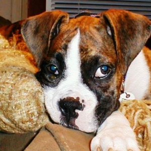 Abbey 10wks02