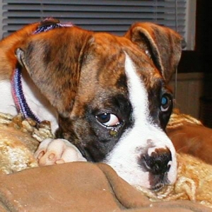 Abbey 10wks19
