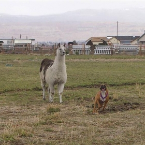 Siren & the llama