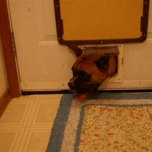 Siren vs. the kitty door