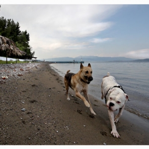 playmates