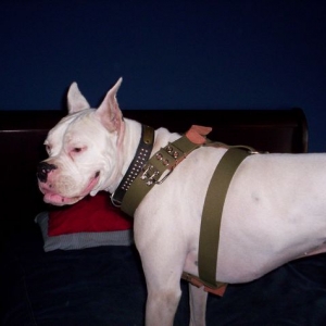 Duke wearing his new harness
