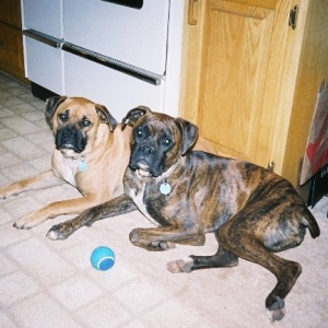 Hagrid and Tonks