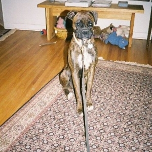 Tonks