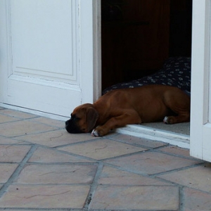 Tired puppy