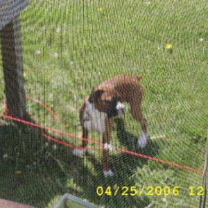 A PIC THRU THE SCREEN OF MAX ON HIS RUN