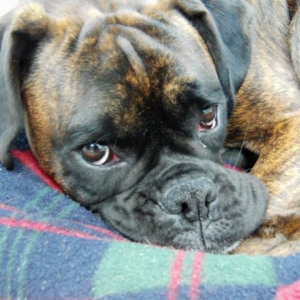 Bruno