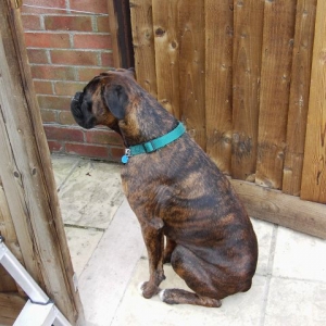 Bruno