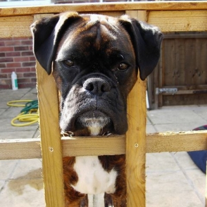Bruno
