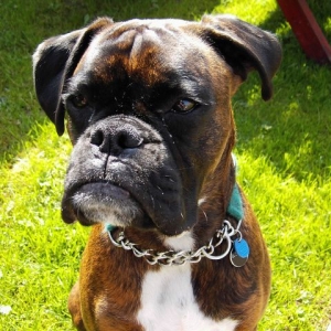 Bruno