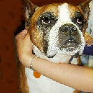 Goodbye Dear Friend (Bear 1994-4/21/2006)